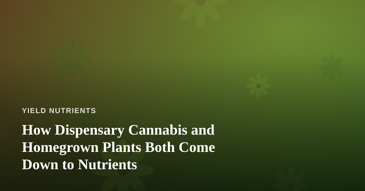 How Dispensary Cannabis and Homegrown Plants Both Come Down to Nutrients